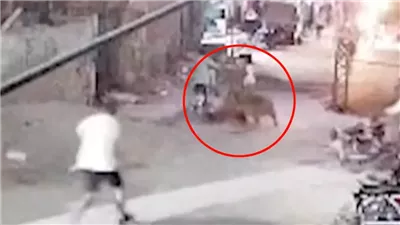  فيديو مرعب.. أسد يهاجم أمًا وطفليها في الشارع وسط صدمة المارة بباكستان