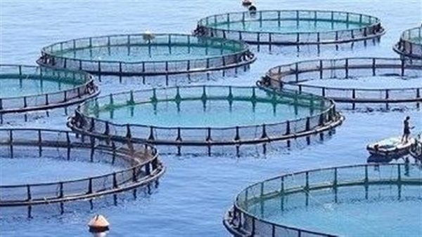 استزراع سمكي - تعبيرية