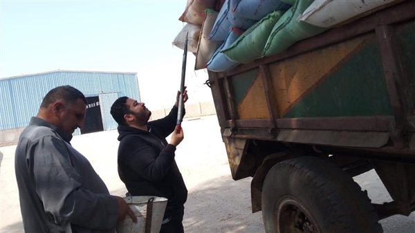 توريد القمح بالأقصر