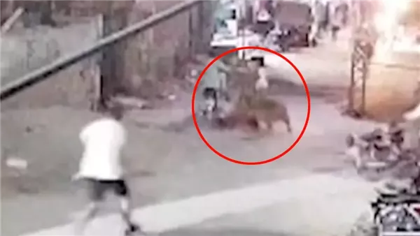 أسد في باكستان