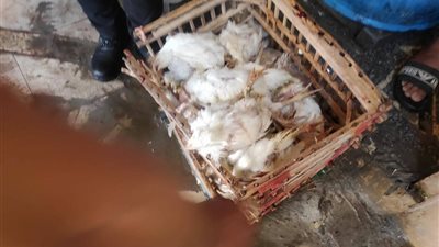 بيبيع فراخ ميتة.. ضبط محل يبيع دواجن غير صالحة للاستهلاك الآدمي في بورسعيد| صور 