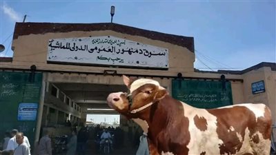  بقيمة 41 مليون جنيه.. ضبط مستأجر سوق مواشٍ بدمنهور لتقديمه خطاب تأمين مزور