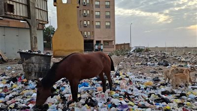 مربط دواب والقمامة غطت الطرق.. أهالي المحمودية بأسوان يستغيثون بعد تردي الأوضاع وغياب الأجهزة المحلية