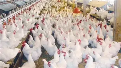 أسعار الدواجن اليوم الاثنين 17 نوفمبر 2025 في الأسواق