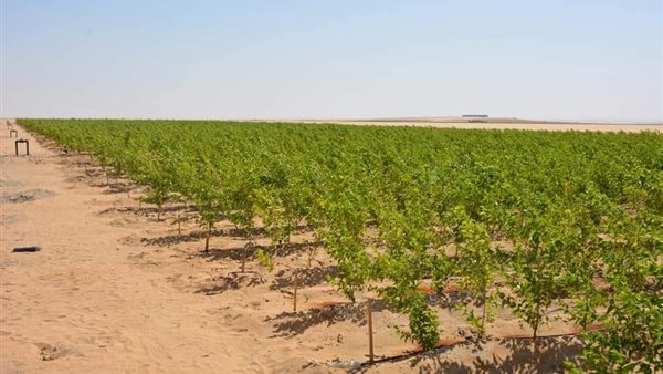 الأرض الزراعية لدعم