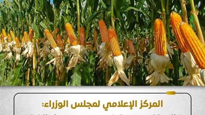 الحكومة تكشف حقيقة وقف الدعم لمحصول الذرة الشامية
