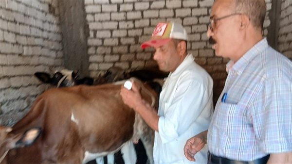 تحصين الماشية بالبحيرة