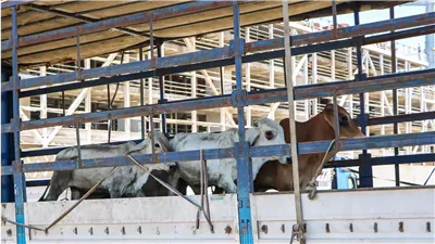 ميناء دمياط يستقبل 767 رأس ماشية بإجمالي وزن 196 طنا