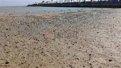 لليوم الثاني.. تراجع مياه البحر بالغردقة بسبب ظاهرة المد والجزر| صور