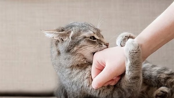 القطط ـ تعبيرية 