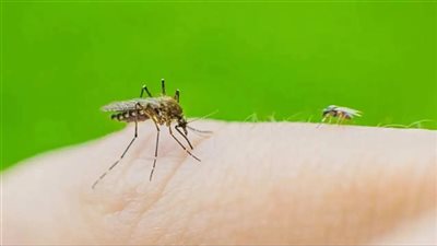 دراسة عالمية: الهند تتصدر قائمة الدول الأكثر عرضة لخطر الإصابة بمرض شيكونغونيا المزمن 