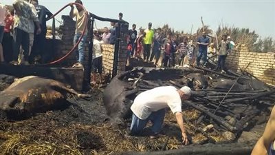 نفوق 9 رؤوس ماشية في حريق حظيرة بقرية لقانة بالبحيرة