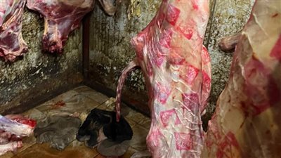 الزراعة تضبط أكثر من 120 طن لحوم غير صالحة للاستخدام الآدمي خلال يوليو 