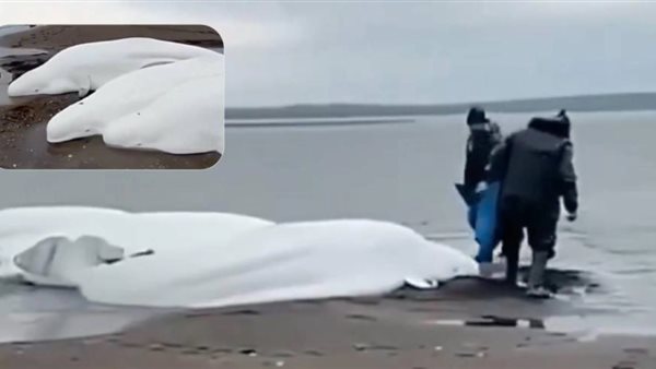 مشاهد نادرة لحيتان