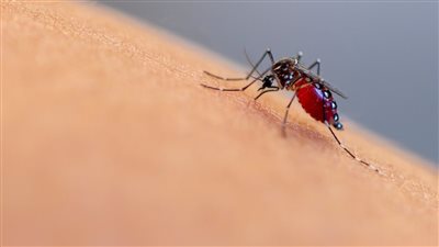 رعب في إسرائيل.. رصد بعوض يحمل فيروس حمى غرب النيل وتسجيل إصابة مؤكدة 