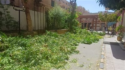 محافظ أسوان يقرر توقيع غرامة مالية كبيرة على أحد الفنادق السياحية بسبب القطع الجائر للأشجار