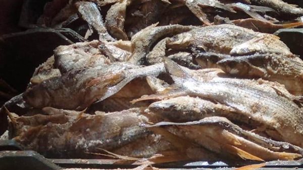 أسماك فاسدة 