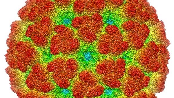 حمى الشيكونغونيا