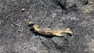 في حادثة غريبة.. سمكة تتسبب في حريق وانقطاع الكهرباء عن 1500 شخص بكندا | ما القصة؟