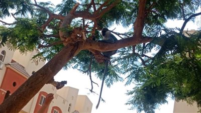 قرد يثير الذعر بقرية سياحية بالعين السخنة في السويس