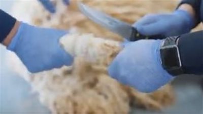 السعودية تحبط تهريب كمية ضخمة من المخدرات مخبأة في فرو الأغنام 