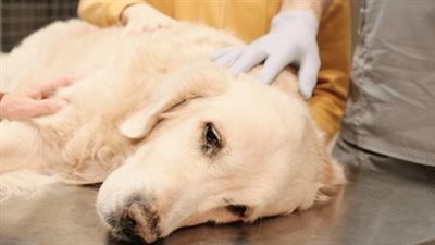 مصل منتهي الصلاحية.. فتاة تتهم مستشفى بيطري شهير بنفوق كلبها وإصابة الآخر في الشيخ زايد