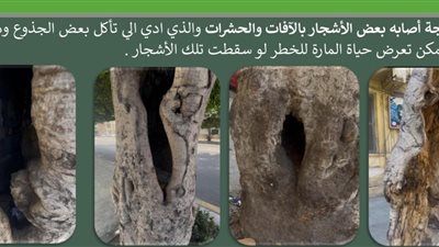 بدء توسعة طريق أبو قير بالإسكندرية ونزع الأشجار القديمة المعرضة للتآكل