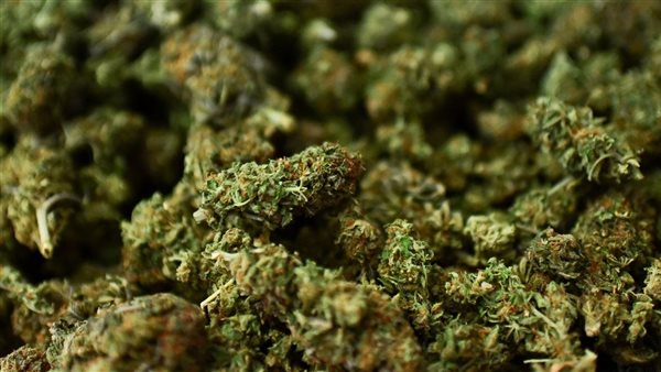 الماريجوانا 