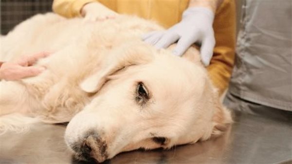 كلب جولدن - أرشيفية