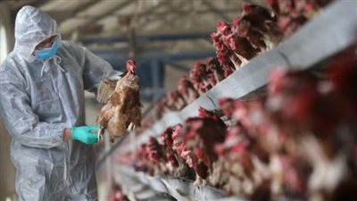 الصين تحظر استيراد الدواجن من إسبانيا بسبب تفشي إنفلونزا الطيور
