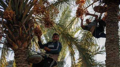 من المحلية إلى العالمية.. التمور المصرية تتصدر الأسواق الدولية بإنتاج يصل لمليوني طن سنويًا