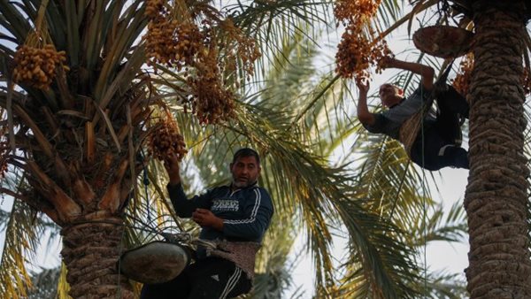 حصاد التمور - ارشيفية
