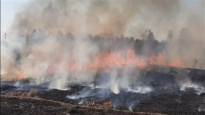 البيئة تطلق خطتها الإعلامية لمواجهة السحابة السوداء قبل موسم حصاد الأرز