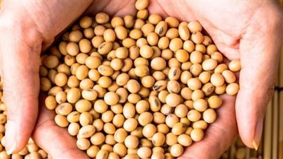 بعد تقليص أمريكا مساحة زراعته.. ارتفاع أسعار فول الصويا إلى أعلى مستوى في 5 أسابيع