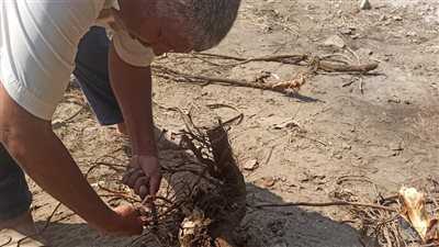 محافظ الإسكندرية: يجب الحفاظ على الغطاء الأخضر والهوية البصرية للمدينة