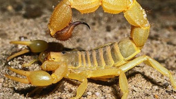 عقارب ارشيفية