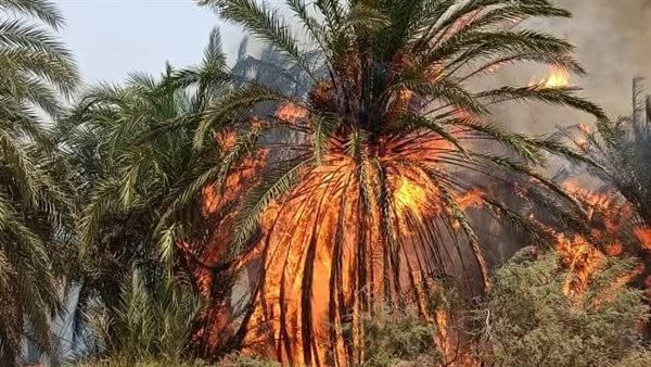 حريق بمزارع نخيل