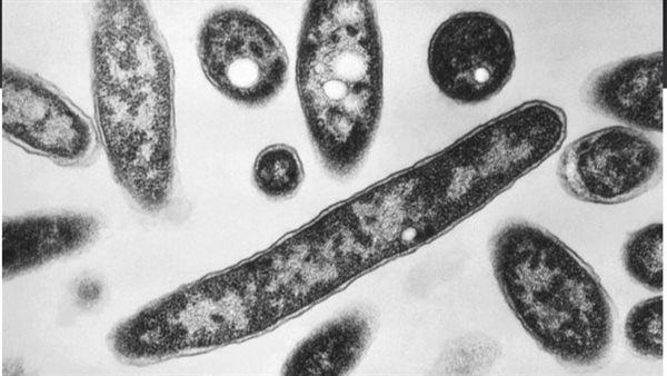 مرض الفيالقة 