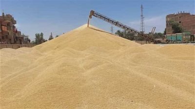 كبار تجار القمح يتنافسون على مقاعد غرفة صناعة الحبوب بـ اتحاد الصناعات المصرية 