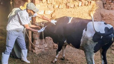 تحصين أكثر من 65 ألف رأس ماشية ضد الحمى القلاعية والوادي المتصدع بالقليوبية