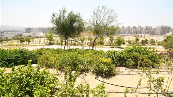 حديقة تلال الفسطاط