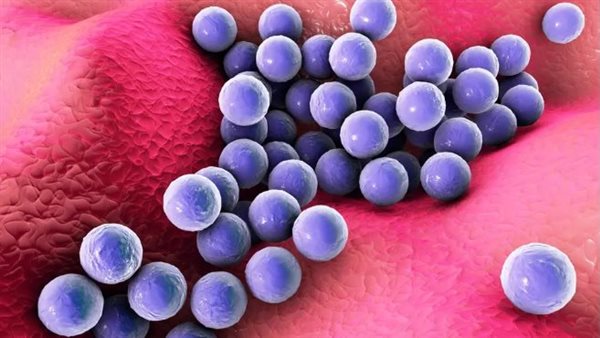 بكتيريا المكورات