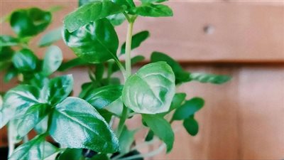 تناول الريحان يخفض الكورتيزول بالجسم ويحد من التوتر | دراسة 