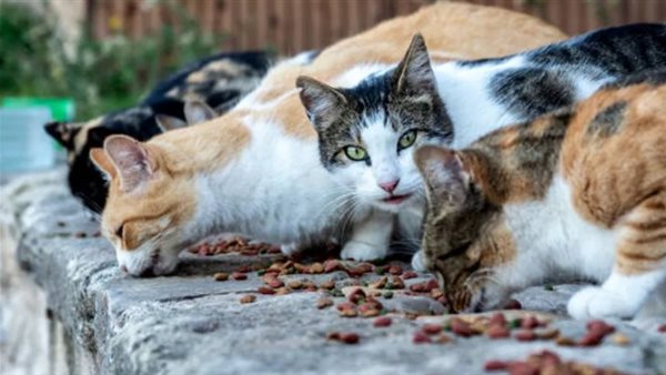 إطعام الحيوانات -