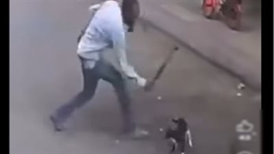 مهتز نفسيًا.. القبض على متهم بالتعدي على قطة بعصا خشبية في الإسكندرية