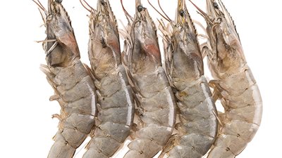 ما هو شبيه الجمبري المجمد؟.. روبيان صناعي ملوث بالإشعاع يغزو الأسواق الأمريكية