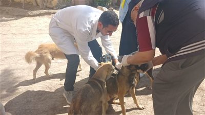 العبور الجديدة تطلق حملات مكثفة لتطعيم الكلاب الضالة ضمن استراتيجية مصر خالية من السعار 2030
