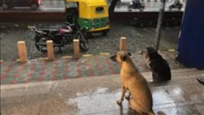 بعد موجة احتجاجات.. الهند تصدر قرارا جديدا بشأن إطعام الكلاب الضالة في الشوارع