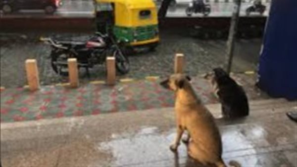 الكلاب الضالة في