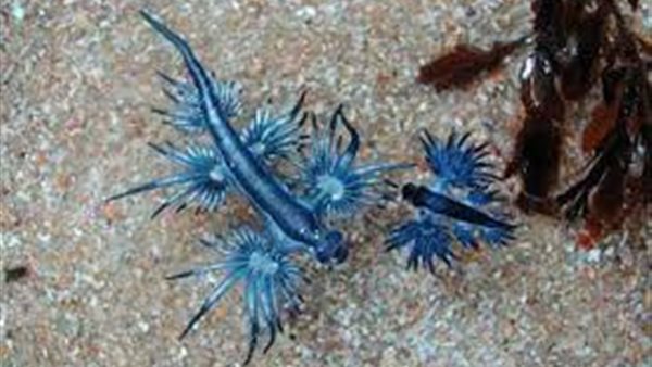 التنين الأزرق